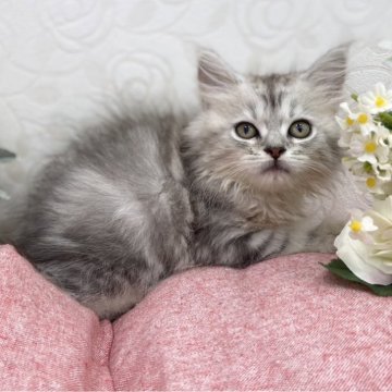 メインクーンとペルシャのミックス【広島県・女の子・2024年5月7日・シルバータビー】の写真「くりっとおめめになりました♪」