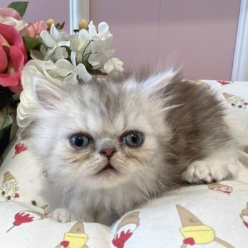 ペルシャ【広島県・男の子・2023年4月5日・チンチラシルバー】の写真「お母さんそっくり！おっとりペルシャ」