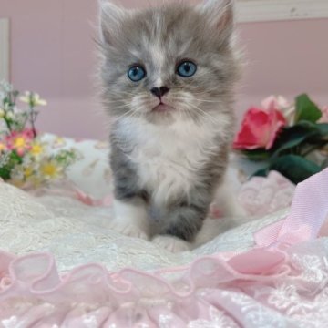 ミヌエット【広島県・男の子・2023年2月3日・ブルー&ホワイト(仮)】の写真「お母さんに似たつりめさん♪鼻黒ちゃん」