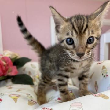 ベンガル【広島県・男の子・2022年7月3日・ブラウンスポッテドタビー】の写真「ﾍﾞﾝｶﾞﾙの子猫生まれました♪」