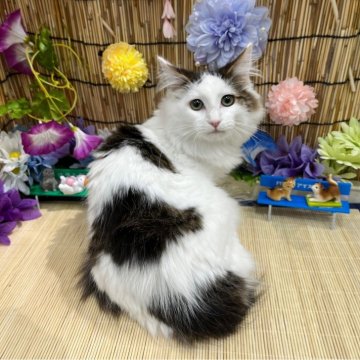 メインクーンとノルウェージャンのミックス【広島県・女の子・2024年1月4日・ホワイト&ブラック】の写真「抱っこするとゴロゴロ♪遊ぶの大好き♪」