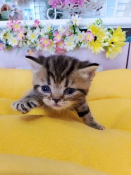 エキゾチックショートヘア【広島県・男の子・2021年7月10日・ブラウンタビー】の写真「お目目がぱっちりな男の子です♪」