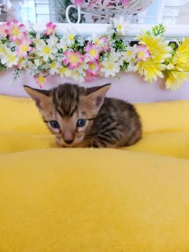 ベンガル【広島県・男の子・2021年7月10日・ブラウンスポッテドタビー】の写真「お目目がぱっちりな男の子です♪」