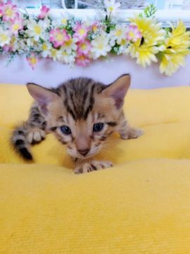 ベンガル【広島県・男の子・2021年7月10日・ブラウンスポッテドタビー】の写真「お目目がぱっちりな男の子です♪」