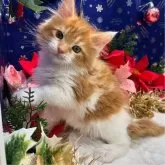 メインクーン【広島県・女の子・2024年10月7日・レッドタビーホワイト】の写真1