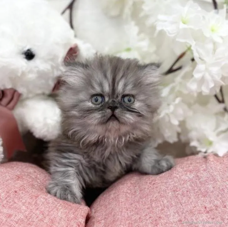 ID:2206-00801の子猫
