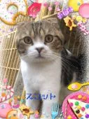 マンチカン(長足)【広島県・女の子・2022年1月11日・ブラウンクラシックタビー&ホワイト】の写真2「お父さん♪」