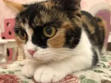 マンチカン(短足)【広島県・女の子・2021年10月13日・キャリコ】の写真3「お母さん♪」