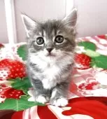 ラガマフィン×ラグドールのミックス【広島県・女の子・2025年3月15日・ブルータビー&ホワイト】の写真10