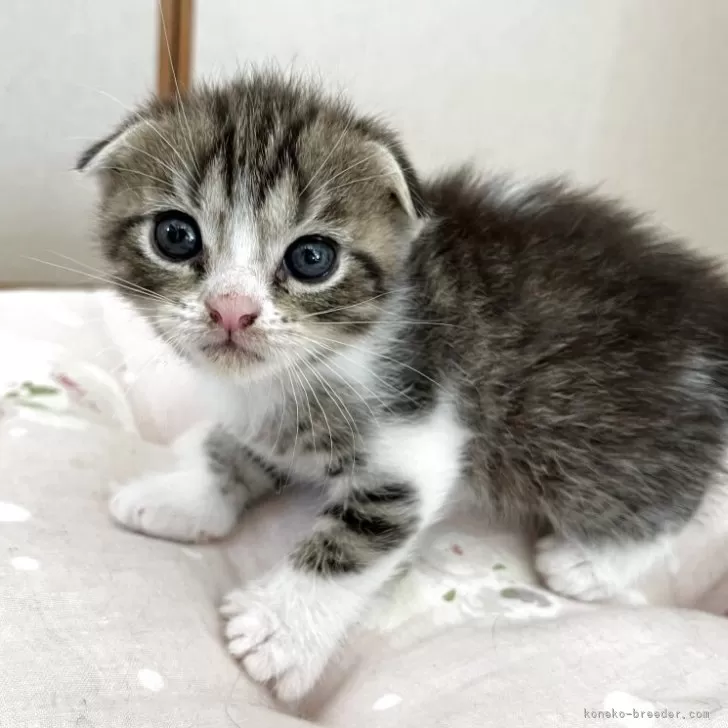 スコティッシュフォールド(折れ耳)【広島県・女の子・2025年8月20日・ブラウンタビー&amp;ホワイト】の写真1