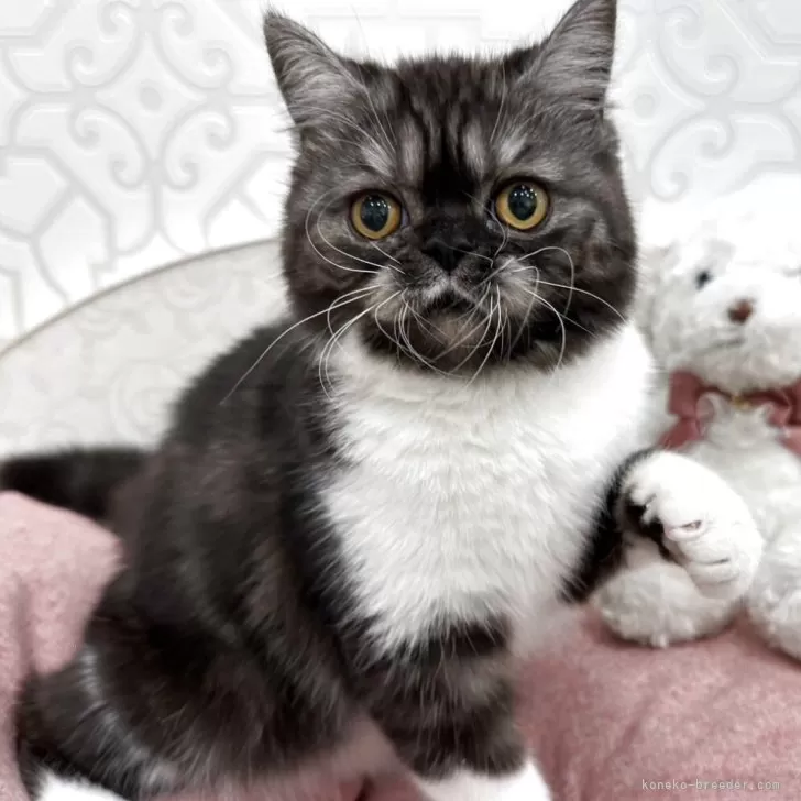 ID：2504-02618の子猫