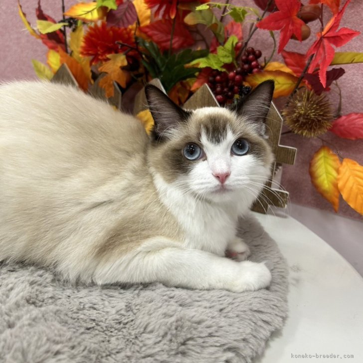 ブリーダー画像