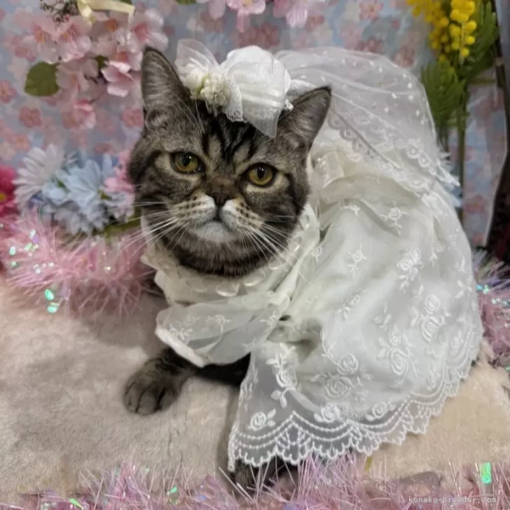 ID:2409-00605の子猫