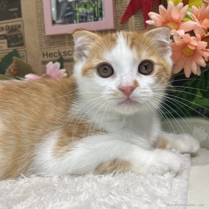 ブリーダー画像