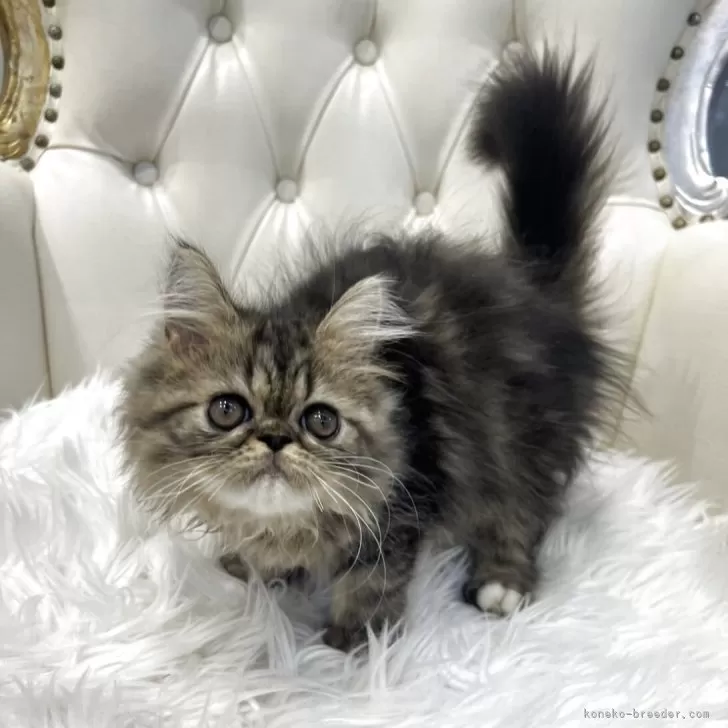 ID：2509-00019の子猫