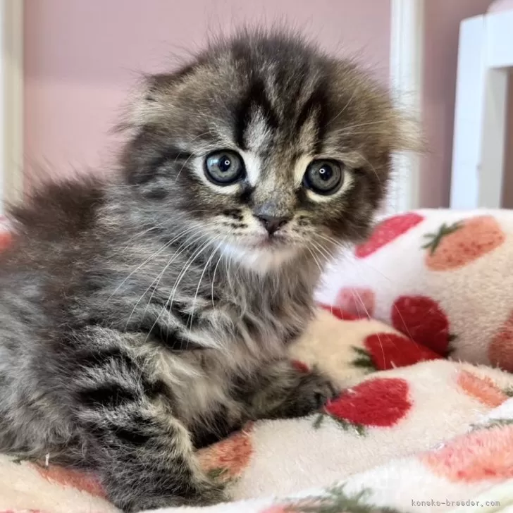 ID:2501-01656の子猫