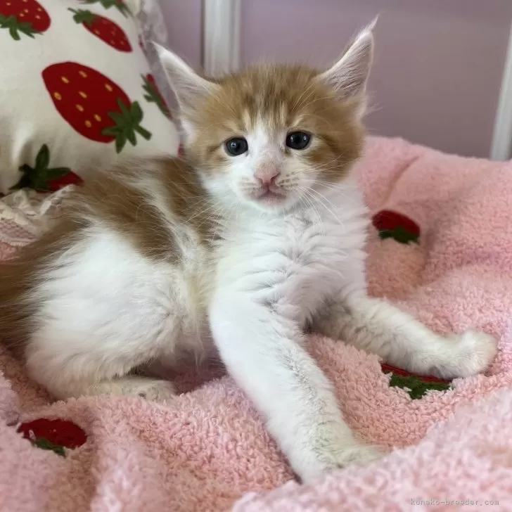 ID:2504-01773の子猫