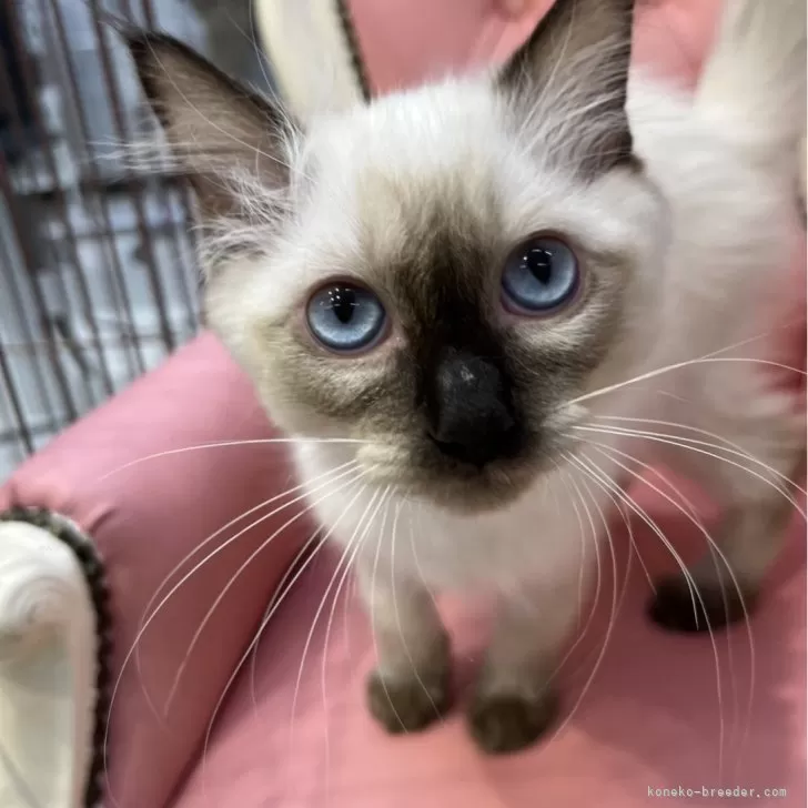 もも 様のお迎えした子猫