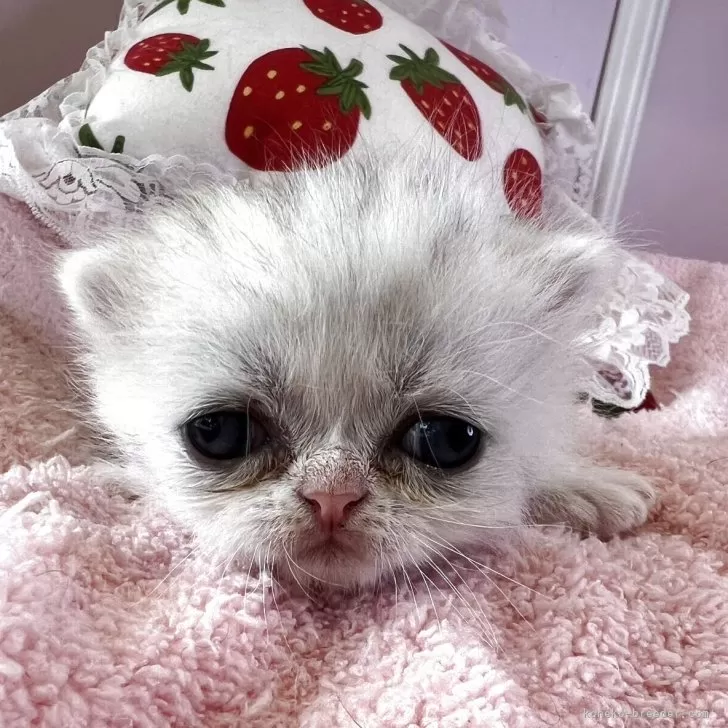 ID：2506-02738の子猫
