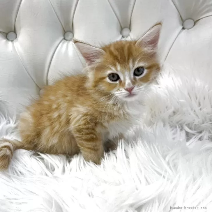 ID：2504-02009の子猫