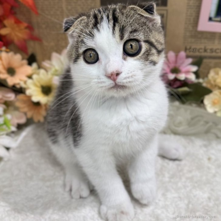 ブリーダー画像