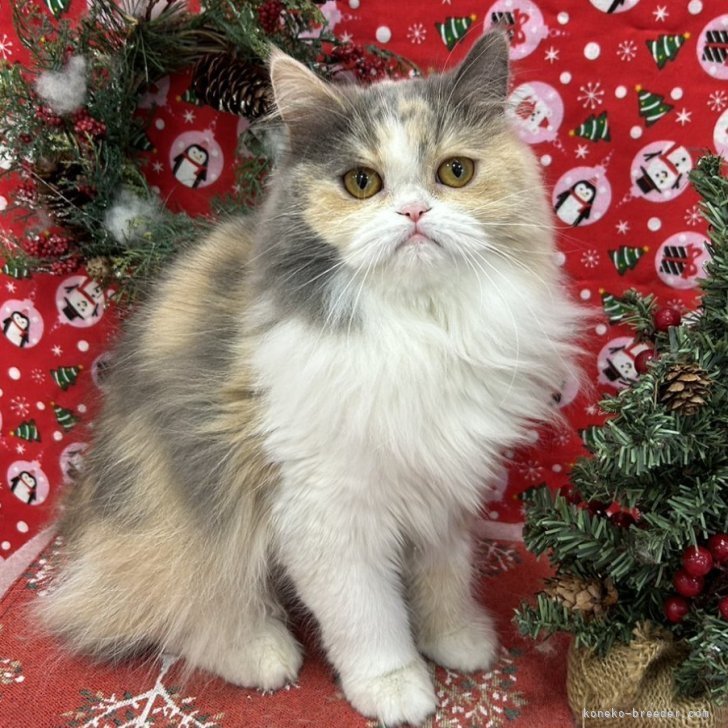 ブリーダー画像