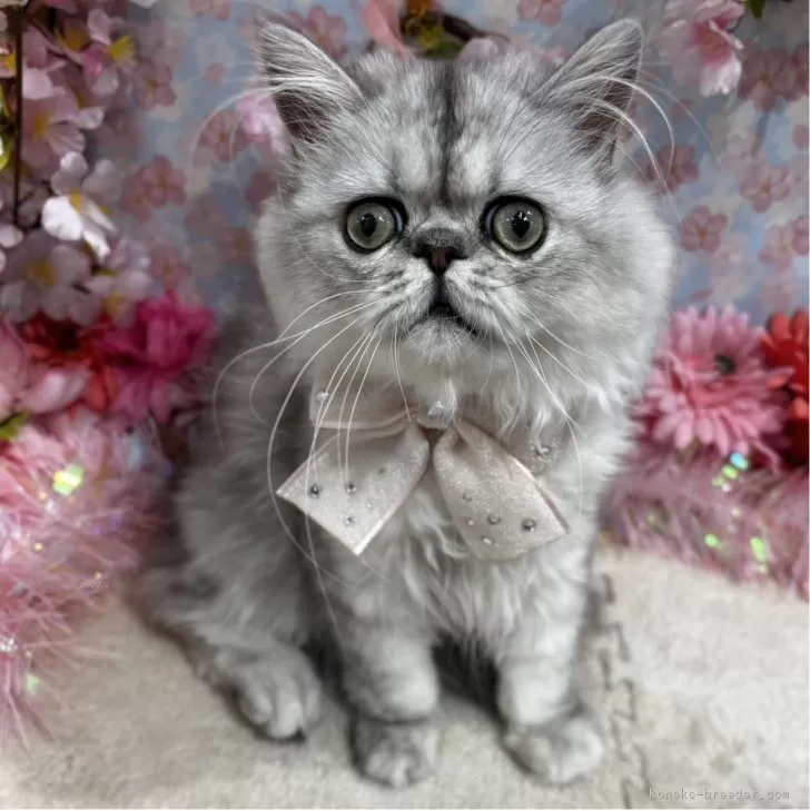 ID：2412-02182の子猫