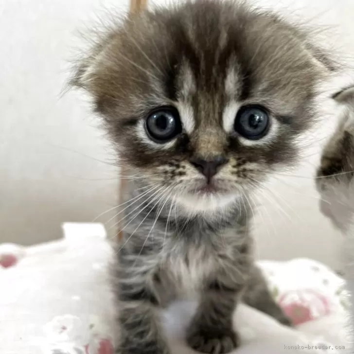 スコティッシュフォールド(折れ耳)【広島県・女の子・2025年8月20日・ブラウンタビー&amp;ホワイト】の写真1