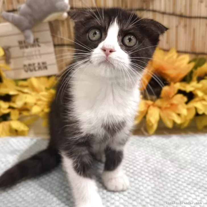 ID：2507-00952の子猫