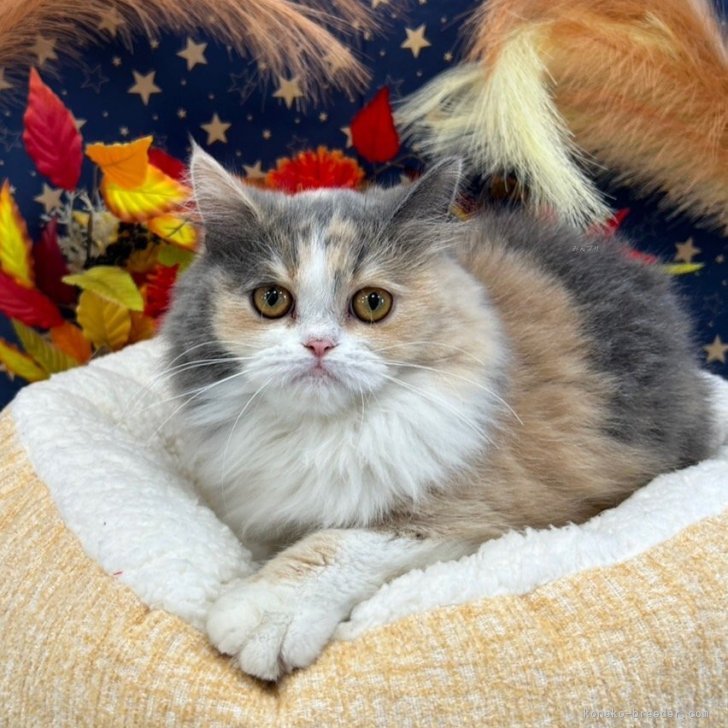 ブリーダー画像