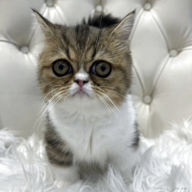 ブリーダー画像