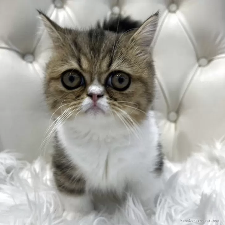 ミヌエット(短足)【広島県・女の子・2025年6月2日・ブラウンタビー&amp;ホワイト】の写真1