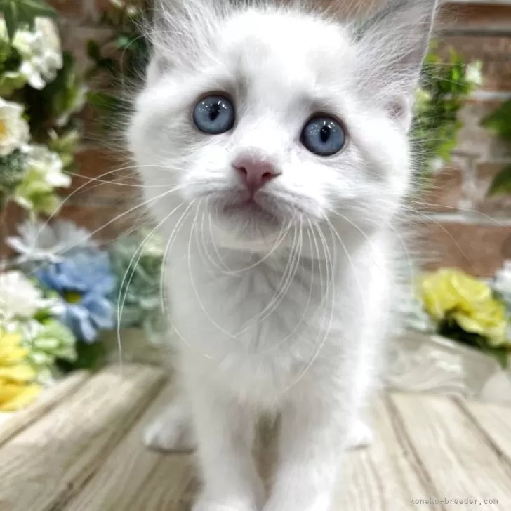 ID：2504-00986の子猫