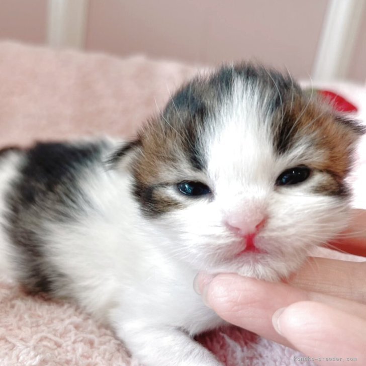 ブリーダー画像