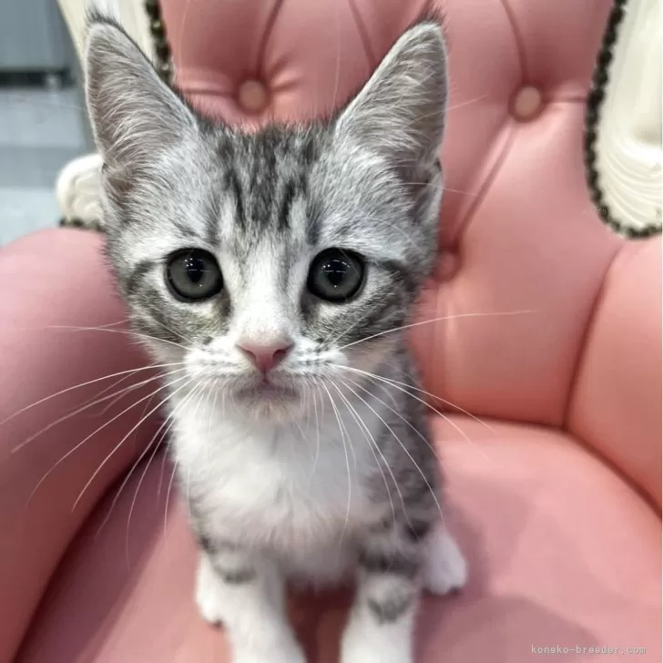 ID:2504-00988の子猫