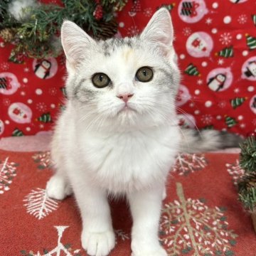 スコティッシュフォールド(立ち耳)【広島県・女の子・2025年9月1日・ブルーパッチドタビー&ホワイト】の写真「可愛いマイペースちゃん♪」