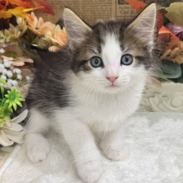 ノルウェージャンフォレストキャット【広島県・女の子・2025年9月9日・ブラウンタビー&ホワイト】の写真「ｻﾞ　女の子の可愛いお顔☆」