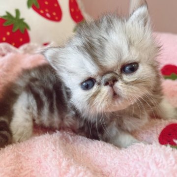 ペルシャ【広島県・女の子・2025年5月11日・シルバータビー】の写真「超ぺちゃ顔たれめちゃん♪」