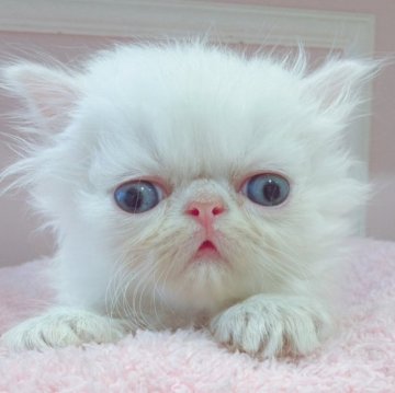 エキゾチックロングヘア