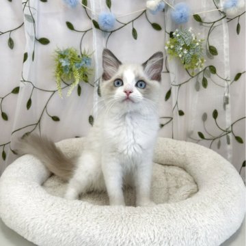ラグドール【広島県・女の子・2025年3月10日・シールポントバイカラー】の写真「甘えん坊のごろごろちゃん♪」