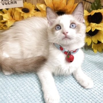 ラグドール【広島県・男の子・2025年5月9日・ブルーポントバイカラー】の写真「キレイなお顔のイケメンくん」