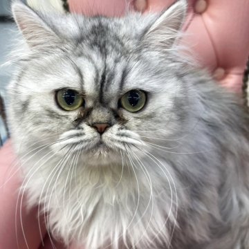 ミヌエット(長足)【広島県・女の子・2024年7月9日・シルバータビー】の写真「ごろっごろの人懐こい子です♪」
