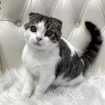 スコティッシュフォールド(折れ耳)【広島県・男の子・2025年8月20日・ブラウンタビー&ホワイト】の写真「ﾌﾞﾘﾃｨｯｼｭみたいなぷにゅっとお口♪」