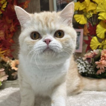 ミヌエット(長足)【広島県・男の子・2025年3月20日・クリームタビー&ホワイト】の写真「とってもたれ目のかわいこくん」