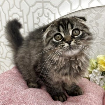 スコティッシュフォールド(折れ耳)【広島県・女の子・2025年8月20日・ブラウンタビー&ホワイト】の写真「くりっとおめめが可愛い子」