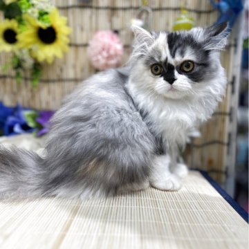 ミヌエット(長足)【広島県・女の子・2025年3月20日・キャリコ】の写真「珍しい配色のおしゃれちゃん♪」