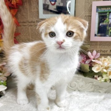 スコティッシュフォールド(折れ耳)【広島県・男の子・2025年9月1日・レッドタビー&ホワイト】の写真「たれ目で可愛い子☆ ノルちゃん達とも仲良し♪」