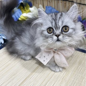ミヌエット(短足)【広島県・女の子・2025年3月20日・シルバータビー】の写真「とってもかわいい短足ちゃん♪」