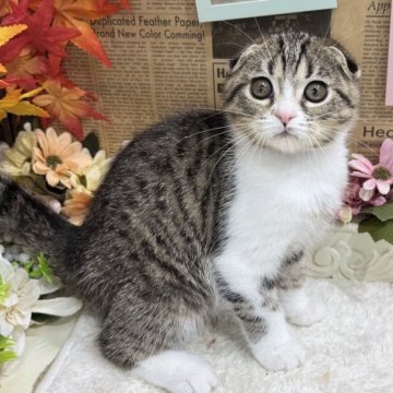 スコティッシュフォールド(折れ耳)【広島県・女の子・2025年8月20日・ブラウンタビー&ホワイト】の写真「甘えん坊のごろごろちゃん 遊ぶの大好き☆」