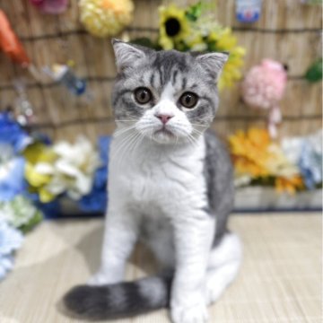 スコティッシュフォールド(折れ耳)【広島県・男の子・2025年3月5日・シルバータビー&ホワイト】の写真「　あまり鳴かず性格の優しい子です」